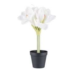 Amaryllis weiß im Topf 32cm