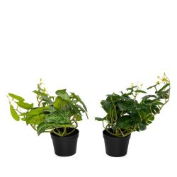 Set Splitphilodendron Hänger und Alocasia Hänger