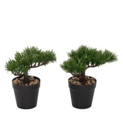 2er Set Bonsai Kiefer und Zeder