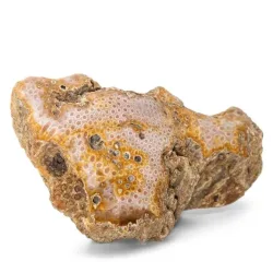 Fossile Koralle