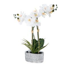 Orchidee mit LED-Beleuchtung weiß