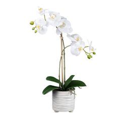Orchidee im Keramiktopf weiß