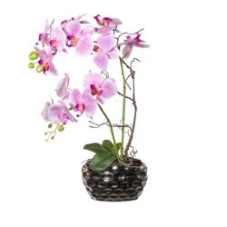 Orchidee Rosa in Ovalvase