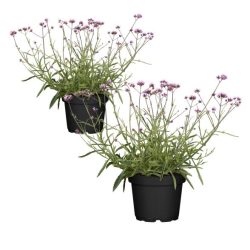 Eisenkraut 2er Set T13