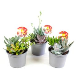 Hitzeprofis Trio 3er Set