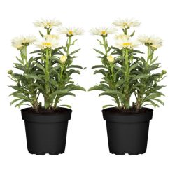 Garten-Margerite T13 2er Set