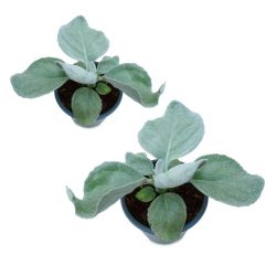 Greiskraut 2er Set