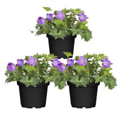 Storschnabel Rozanne 3er Set