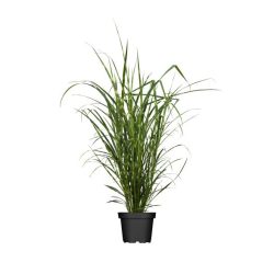 Zebragras T23