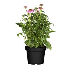 Sonnenhut pink