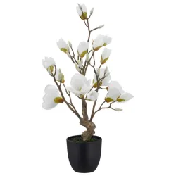 Magnolie Weiss Ca. 65cm 65 cm 
