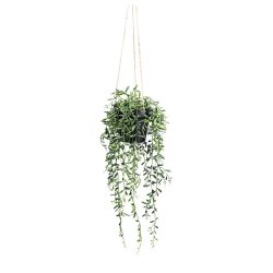 Kunstpflanze Senecio Herreianus Ii In Grün 55 cm 