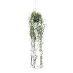 Kunstpflanze Tilandsia Ii In Grün Tillandsie 80 cm 