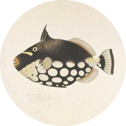 Metallbild Fish Black 