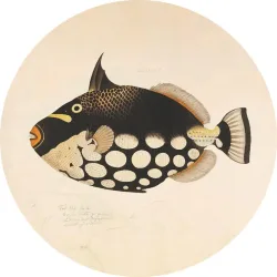 Metallbild Fish Black 