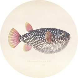 Metallbild Blowfish 
