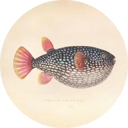 Metallbild Blowfish 