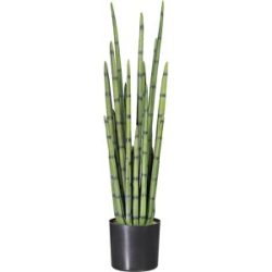 kaiserkraft Sansevieria cylindrica, im Kunststofftopf, Höhe 1000 mm