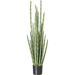 kaiserkraft Sansevieria cylindrica, im Kunststofftopf, Höhe 1400 mm
