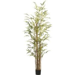 kaiserkraft Bambus vulgaris, Kunststofftopf, Höhe 2200 mm