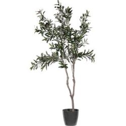 kaiserkraft Olivenbaum, Behältnis-Ø 180 mm, Höhe 1550 mm