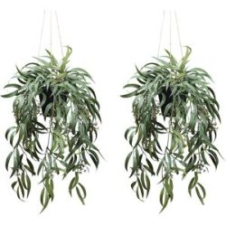 kaiserkraft Künstliche Pflanze Eukalyptus globolus mit Fruchtstand, 2er-Set, Kunststofftopf, Höhe 650 mm