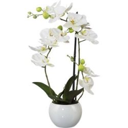kaiserkraft Phalaenopsis, Höhe 420 mm, im Keramiktopf, Blüten weiß, 3D-Print