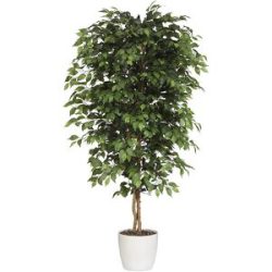 kaiserkraft Ficus benjamina, Naturstamm, mit Keramiktopf, Höhe 1200 mm