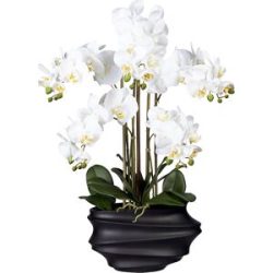 kaiserkraft Phalaenopsis, real touch, Höhe 750 mm, weiß, Kunststoffvase schwarz