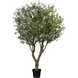 kaiserkraft Olivenbaum, 12 Äste, Topf 280 x 230 mm, Höhe 2400 mm