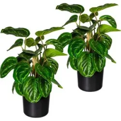 kaiserkraft Maranta, VE 2 Stk, Höhe 450 mm, im Kunststofftopf mit Erde