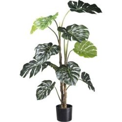 kaiserkraft Splitphilodendron, Kunststofftopf, Höhe 1400 mm