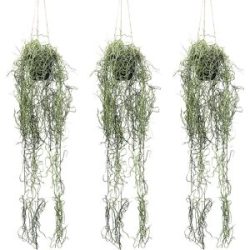kaiserkraft Künstliche Pflanze Tillandsia-Hänger, Hängetopf, VE 3 Stk, Höhe 800 mm