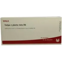 Tulipa e planta tota D6 Ampullen
