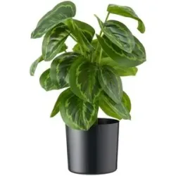 Höffner Maranta getopft   ¦ grün ¦ Kunststoff ¦ Maße (cm): H: 45