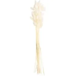 Lagurus-Gras, gebleicht, 50?60 cm, 35?45 Stück