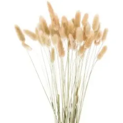 Lagurus-Gras, natur, 50?60 cm, 35?45 Stück