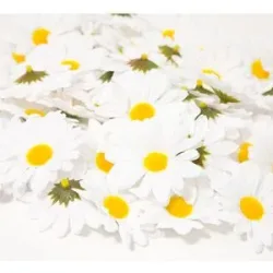 Streu-Margeriten, 5,5 cm Ø, 50 Stück