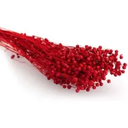 Trockenblumen Flachs, rot