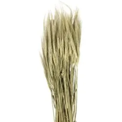 Gerstenähren, grün, 100 g