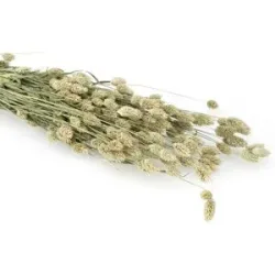 Echtes Phalaris, natur