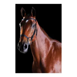 Weatherbeeta, Weatherbeeta Zaum Comfitec Training Bridle - Schwarz -  Grösse Zaum: Pony, Farbe: Schwarz