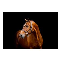 Horseware Lederhalfter Signature - Brown -  Grösse Halfter: Full, Farbe: Brown