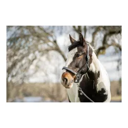 Soulhorse Lederhalfter Pearls - Blau/Türkis -  Grösse: X-Full, Farbe: Blau/Türkis