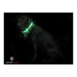 Animal Light Leucht - Hundehalsband 