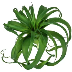 Hängepflanze Kinza; 23 cm (H); grün